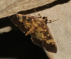 Uresiphita quinquigera
