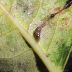 Potamopyrgus oppidanus