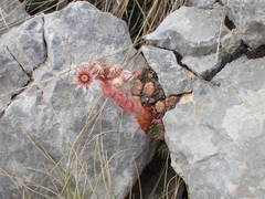 Sempervivum marmoreum