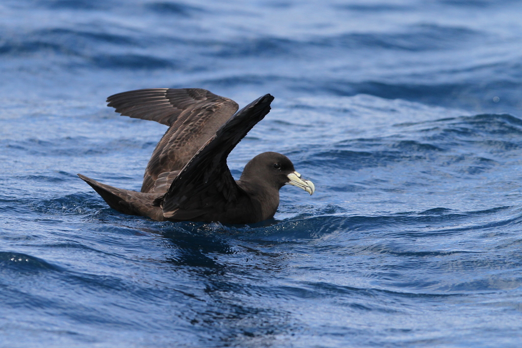 White-chinned Petrel photo