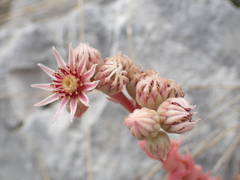 Sempervivum marmoreum