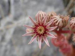 Sempervivum marmoreum