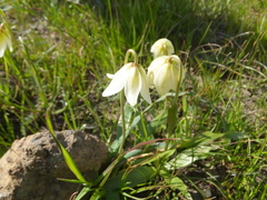 Fritillaria liliacea