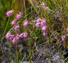 Erica innovans