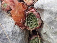 Sempervivum marmoreum