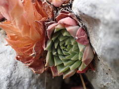 Sempervivum marmoreum