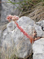 Sempervivum marmoreum