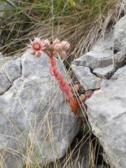 Sempervivum marmoreum