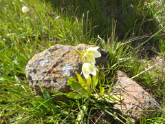 Fritillaria liliacea