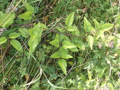 Clematis vitalba