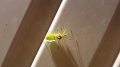 Ploeogaster