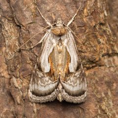 Chrysanympha formosa