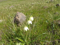 Fritillaria liliacea