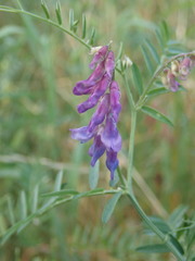 Vicia cracca
