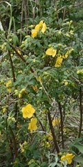 Hypericum uralum