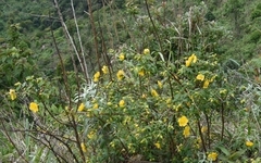 Hypericum uralum