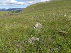 Fritillaria liliacea