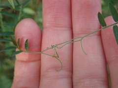 Vicia cracca