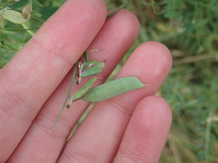 Vicia cracca