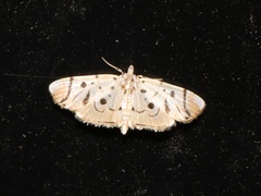 Pycnarmon radiata