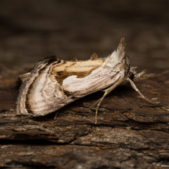 Chrysanympha formosa