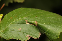 Phyllonorycter nicellii