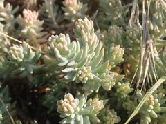 Petrosedum rupestre