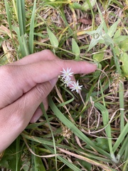 Stellaria vestita