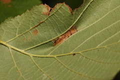 Phyllonorycter nicellii
