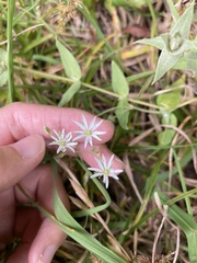 Stellaria vestita