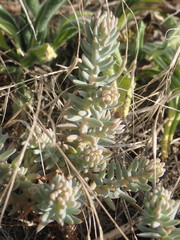 Petrosedum rupestre