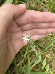 Stellaria vestita