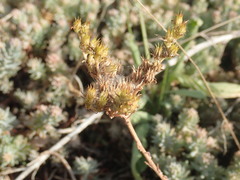 Petrosedum rupestre