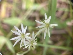 Stellaria vestita
