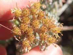 Petrosedum rupestre