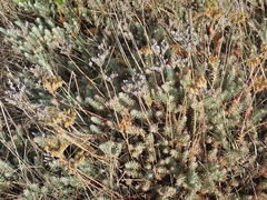 Petrosedum rupestre
