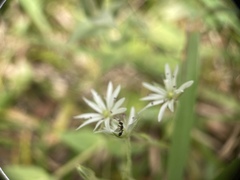 Stellaria vestita