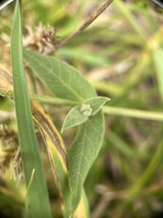 Stellaria vestita