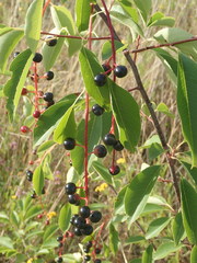 Prunus serotina