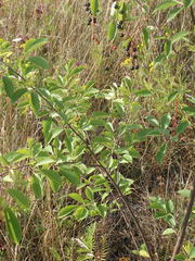 Prunus serotina