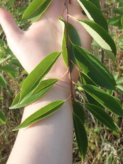 Prunus serotina