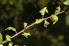 Brachycaudus helichrysi