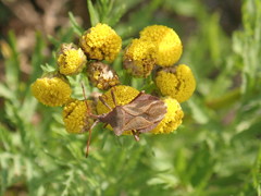 Coreus marginatus