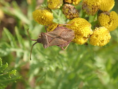 Coreus marginatus