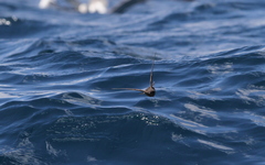 Oceanites oceanicus