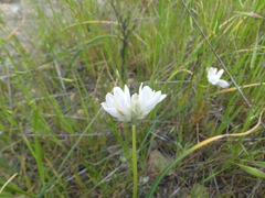 Dipterostemon capitatus