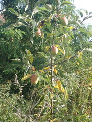 Malus