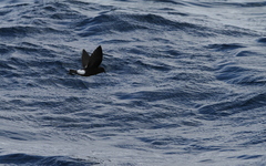 Oceanites oceanicus