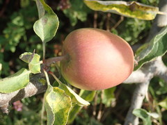 Malus