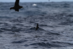 Oceanites oceanicus